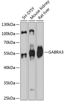 GABRA3 Rabbit pAb