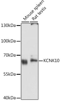 KCNK10 Rabbit pAb