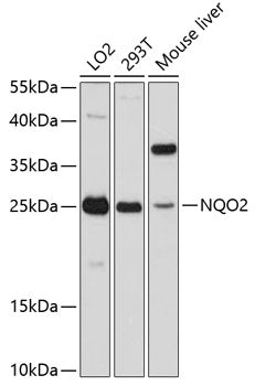 NQO2 Rabbit pAb