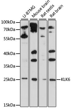 KLK6 Rabbit pAb
