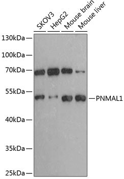 PNMAL1 Rabbit pAb