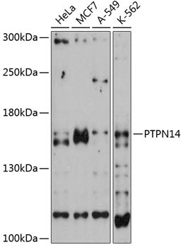 PTPN14 Rabbit pAb