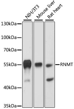 RNMT Rabbit pAb