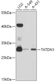 TATDN1 Rabbit pAb