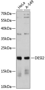 DESI2 Rabbit pAb