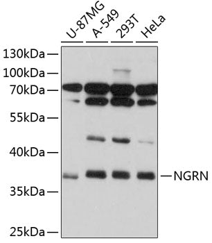 NGRN Rabbit pAb