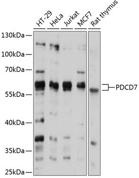 PDCD7 Rabbit pAb