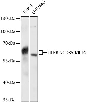 LILRB2/CD85d/ILT4 Rabbit pAb