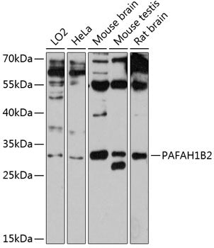 PAFAH1B2 Rabbit pAb