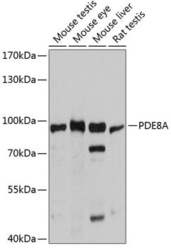PDE8A Rabbit pAb