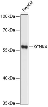 KCNK4 Rabbit pAb