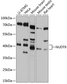NUDT9 Rabbit pAb