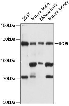 IPO9 Rabbit pAb