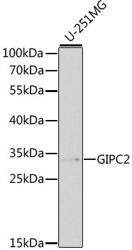 GIPC2 Rabbit pAb