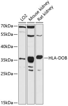 HLA-DOB Rabbit pAb