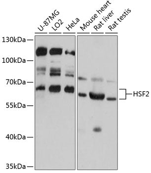 HSF2 Rabbit pAb