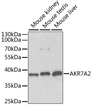 AKR7A2 Rabbit pAb