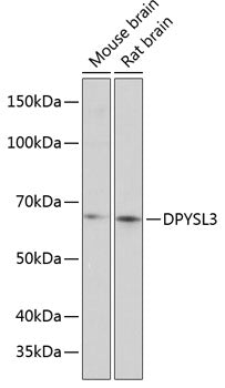 DPYSL3 Rabbit pAb