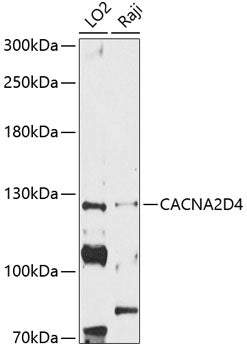 CACNA2D4 Rabbit pAb
