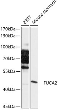 FUCA2 Rabbit pAb