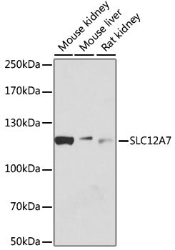 SLC12A7 Rabbit pAb