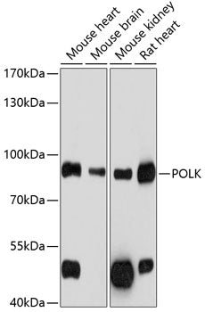 POLK Rabbit pAb