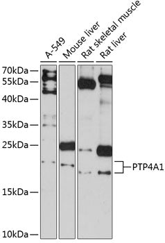 PTP4A1 Rabbit pAb