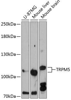 TRPM5 Rabbit pAb