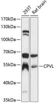 CPVL Rabbit pAb