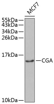 CGA Rabbit pAb