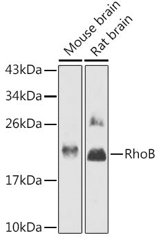 RhoB Rabbit pAb