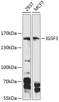 IGSF3 Rabbit pAb