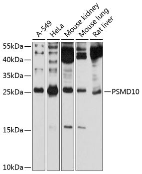 PSMD10 Rabbit pAb