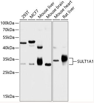 SULT1A1 Rabbit pAb