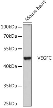 VEGFC Rabbit pAb