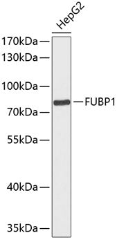 FUBP1 Rabbit pAb
