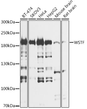 WSTF Rabbit pAb