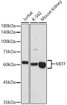 MITF Rabbit pAb