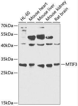 MTIF3 Rabbit pAb