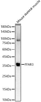 FFAR3 Rabbit pAb