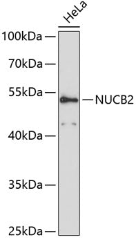 NUCB2 Rabbit pAb