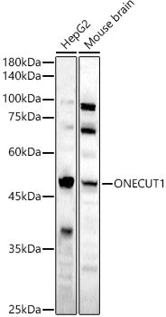 ONECUT1 Rabbit pAb
