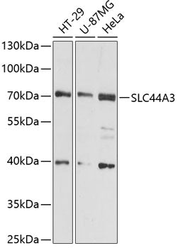 SLC44A3 Rabbit pAb