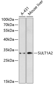 SULT1A2 Rabbit pAb