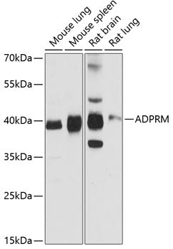 ADPRM Rabbit pAb