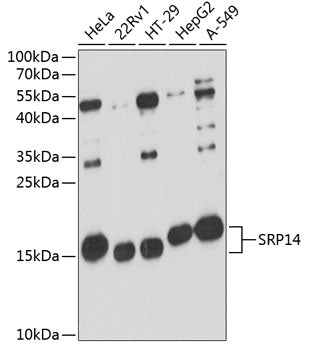 SRP14 Rabbit pAb