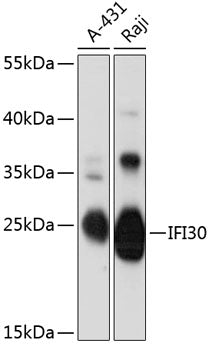 IFI30 Rabbit pAb
