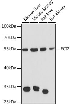 ECI2 Rabbit pAb
