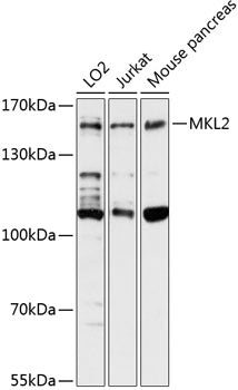 MKL2 Rabbit pAb