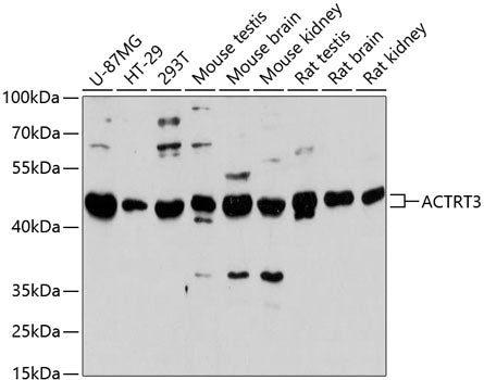 ACTRT3 Rabbit pAb